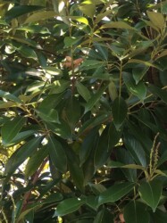 ⑤食草の1つ カシ