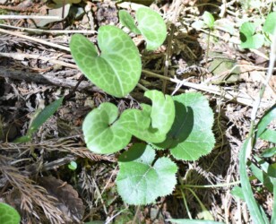 ⑥食草の1つ カンアオイ