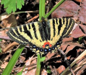 ⑦ヒメギフチョウ