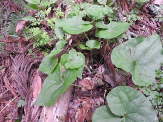 ⑦食草 ウスバサイシン
