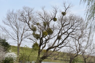 ヤドリギの生える様子