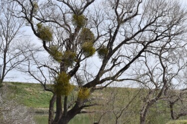 ヤドリギの生える様子