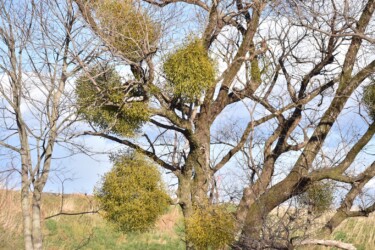 ヤドリギの生える様子