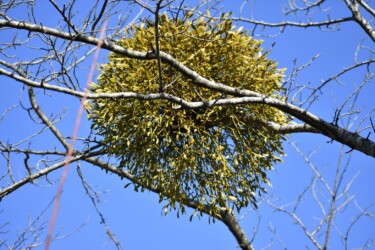 身近で見た様子