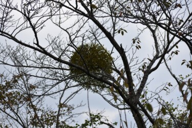 身近で見た様子