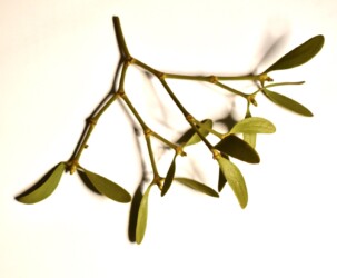 ヤドリギの葉と茎