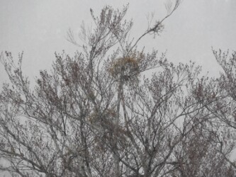 月山新道のブナに取りつくヤドリギ