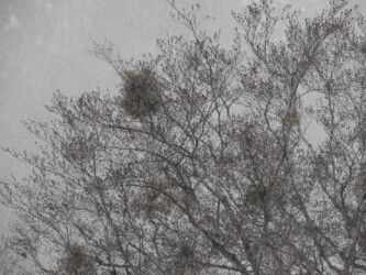 月山新道のブナに取りつくヤドリギ