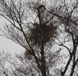 月山新道のブナに取りつくヤドリギ