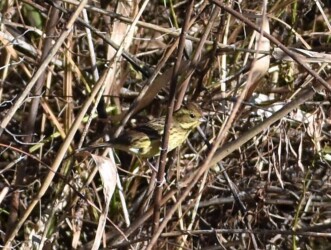 ヨシ原で隠れているアオジ