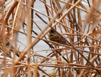 ヨシ原で隠れているアオジ