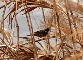ヨシ原で隠れているアオジ