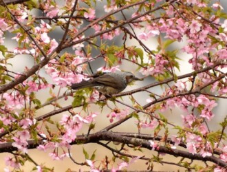 河津ザクラの吸蜜をするヒヨドリ