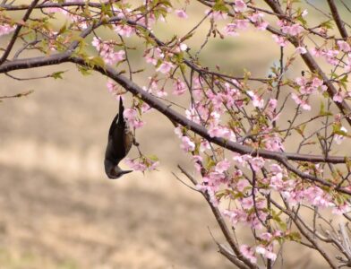 河津ザクラの吸蜜をするヒヨドリ