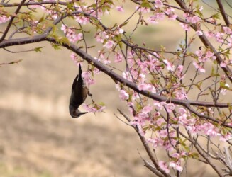 河津ザクラの吸蜜をするヒヨドリ