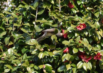ツバキの花の吸蜜をするヒヨドリ
