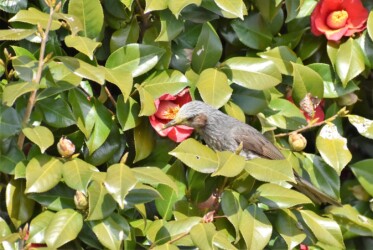 ツバキの花の吸蜜をするヒヨドリ