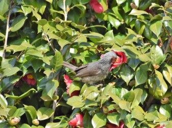 ツバキの花の吸蜜をするヒヨドリ