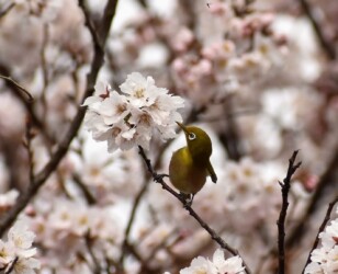 サクラの花の吸蜜をするメジロ