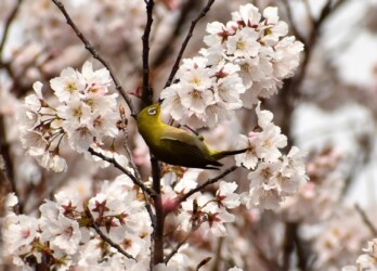 サクラの花の吸蜜をするメジロ