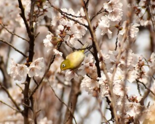 サクラの花の吸蜜をするメジロ