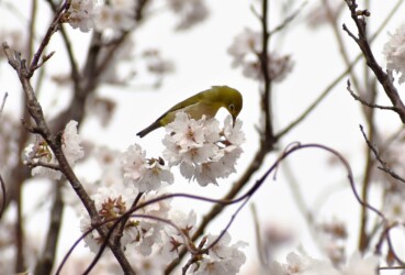 サクラの花の吸蜜をするメジロ