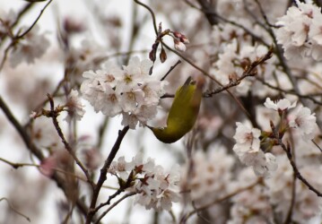 サクラの花の吸蜜をするメジロ