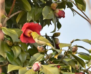ツバキの花の吸蜜をするメジロ