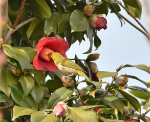 ツバキの花の吸蜜をするメジロ