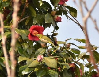 ツバキの花の吸蜜をするメジロ