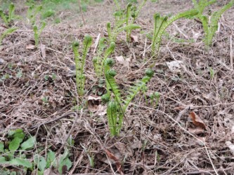 葉になってきたコゴミ