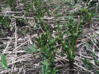 群生するコゴミ