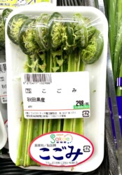 蟹江のスーパーで売っている秋田産コゴミ