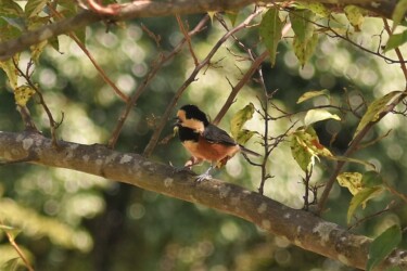 ヤマガラ ハリヨ公園で