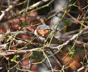 木の枝でヒマワリを啄む