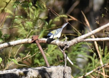 シジュウカラ