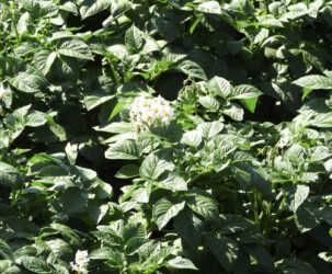 ジャガイモの花