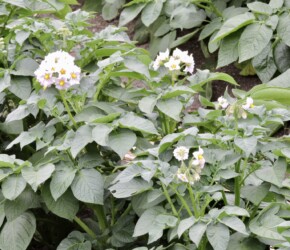 ジャガイモの花