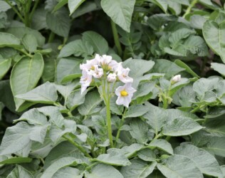 ジャガイモの花