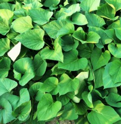 サツマイモの畑