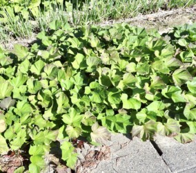 サツマイモの畑