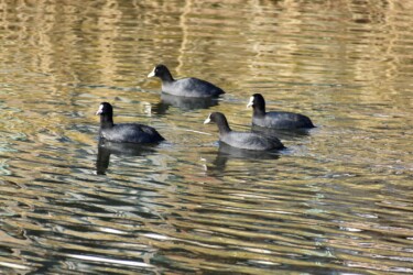 オオバンの群れ