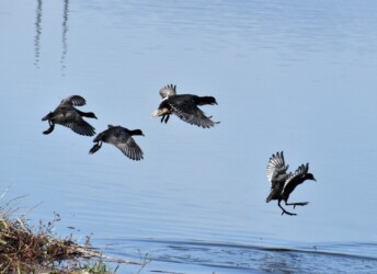 土手から川に降りる