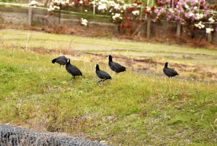 土手で餌探し