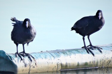 ヤツデのような大きな指