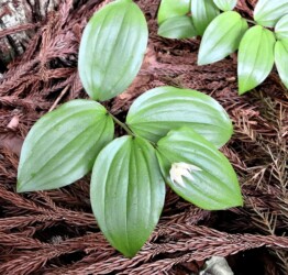 一輪で咲くチゴユリ