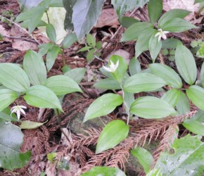 一輪で咲くチゴユリ