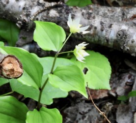 二輪で咲くチゴユリ