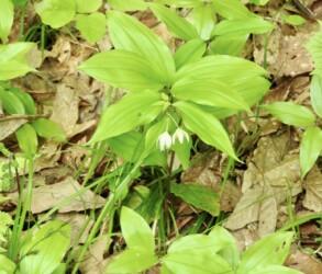 二輪で咲くチゴユリ