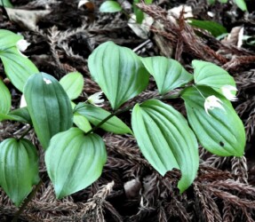 二輪で咲くチゴユリ